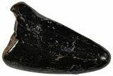 Fossil Juvenile Tyrannosaur (Nanotyrannus?) Tooth - Montana #306574-1